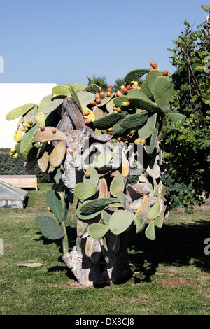 OPUNTIA Robusta. Oponce de l'Est. Banque D'Images