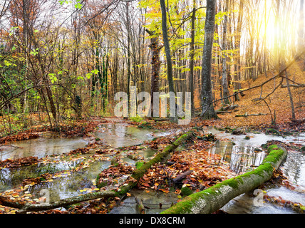 Rivière Cascade Mountain dans une forêt en automne Banque D'Images