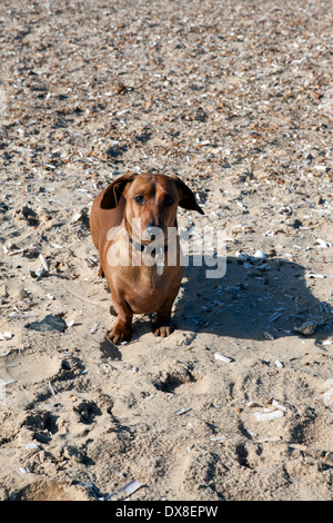 Teckel miniature en rouge sur une plage de sable fin Banque D'Images