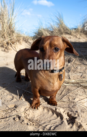 Teckel miniature en rouge sur la plage Banque D'Images