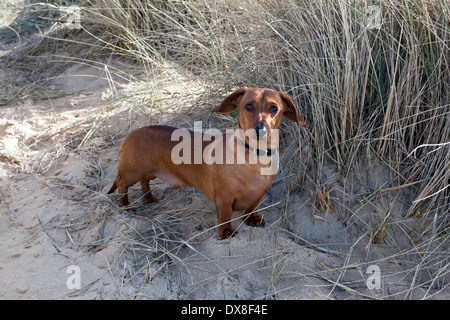 Teckel miniature en rouge sur la plage Banque D'Images