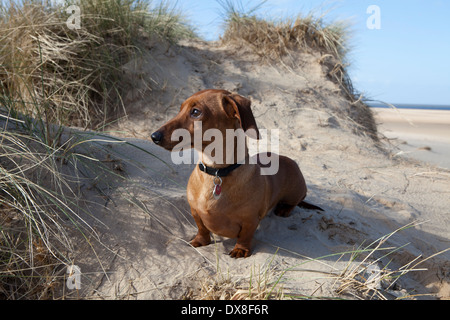 Teckel miniature en rouge sur les dunes de sable. Banque D'Images