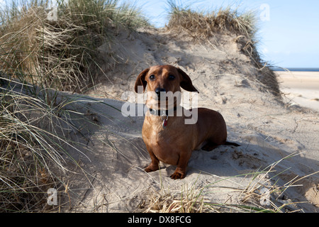 Teckel sur les Dunes Banque D'Images