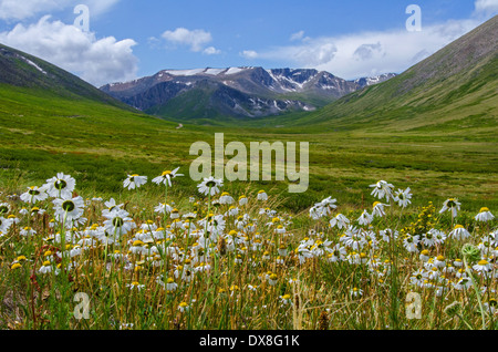 Camomille champ près de Printemps Chaud Pass (embrayage) Teplyi Russie l'Altaï Banque D'Images