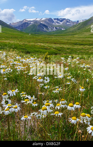 Camomille champ près de Printemps Chaud Pass (embrayage) Teplyi Russie l'Altaï Banque D'Images