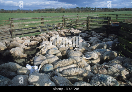 Mort des moutons, des agneaux, des brebis et béliers abattus suspectes de pied et de la bouche, pour être incinérés et mis en décharge, Cumbria, Royaume-Uni Banque D'Images