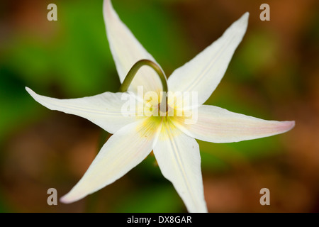 Lily d'avalanches le long sentier indien pionnier, forêt nationale de Siuslaw, Oregon Banque D'Images