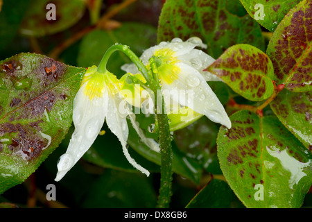 Lily Avalanche avec gouttes le long sentier indien pionnier, forêt nationale de Siuslaw, Oregon Banque D'Images