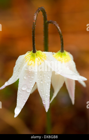 Lily Avalanche avec gouttes le long sentier indien pionnier, forêt nationale de Siuslaw, Oregon Banque D'Images