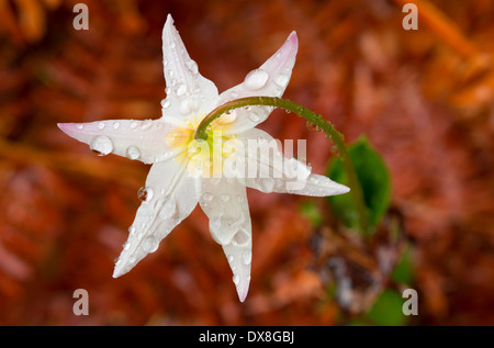 Lily Avalanche avec gouttes le long sentier indien pionnier, forêt nationale de Siuslaw, Oregon Banque D'Images