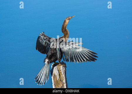 Anhinga, Snakebird ou à l'eau Turquie ailes aganist séchage un fond de l'eau bleue en Floride Banque D'Images