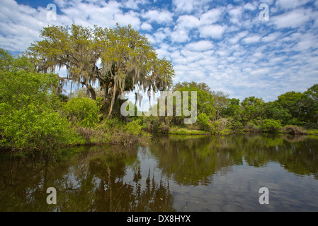 Venise Myakka River Park dans le comté de Sarasota en Floride Venise Banque D'Images