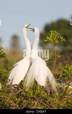 Une paire de grand ou américain d'aigrettes ( Ardea alba ) dans les arbres à Venise Venise Rookery en Floride Banque D'Images