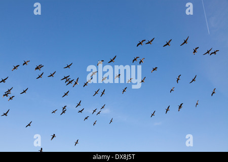 Volée d'Outardes battant contre le ciel bleu. Banque D'Images