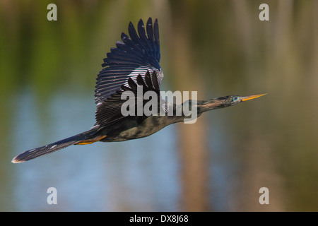 Anhinga savez également comme oiseau serpent, l'eau de Turquie ou de vert volant à Venise Rookery Floride Banque D'Images