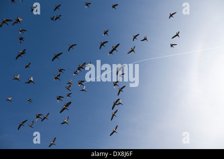 Volée d'Outardes battant contre le ciel bleu. Banque D'Images