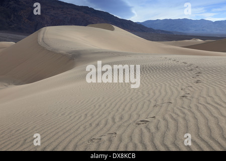 Dunes de sable dans le désert au sud-ouest des États-Unis dans la région de Death Valley en Californie Banque D'Images