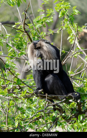 Le lion-tailed macaque (Macaca silène), ou le wanderoo, est un singe vervet endémique à l'Inde du sud des Ghâts occidentaux. Banque D'Images