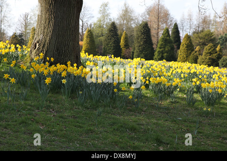 Jonquilles ensoleillées autour de la base de l'arbre Banque D'Images