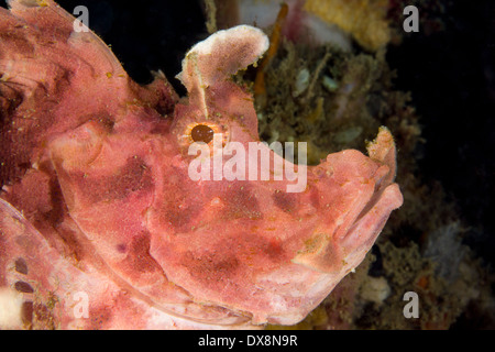 Gros plan d'une trappe de pagaie scorpionfish - rhinoplastie eschmeyeri Banque D'Images