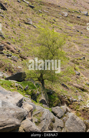 Arbre qui pousse à partir de piton rocheux Banque D'Images