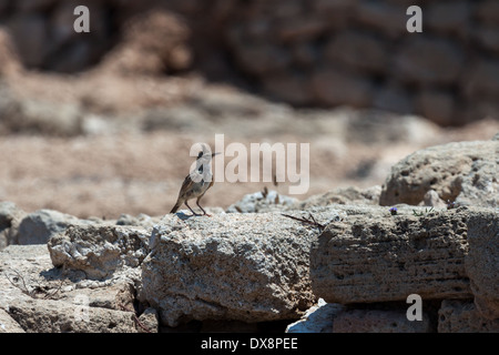 (Galerida cristata Crested Lark) parmi les ruines antiques de Paphos Chypre Banque D'Images