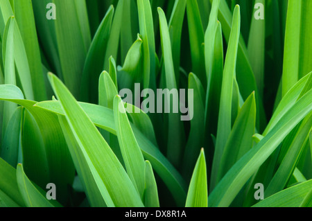 Macro d'herbe verte fraîche close up Banque D'Images