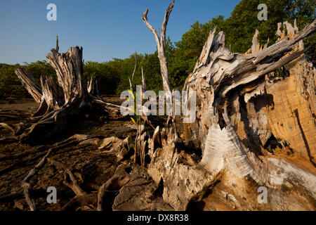 Les troncs d'arbre sec dans la forêt de mangrove près de la côte de Punta Chame sur la côte du Pacifique, Panama province, République du Panama. Banque D'Images