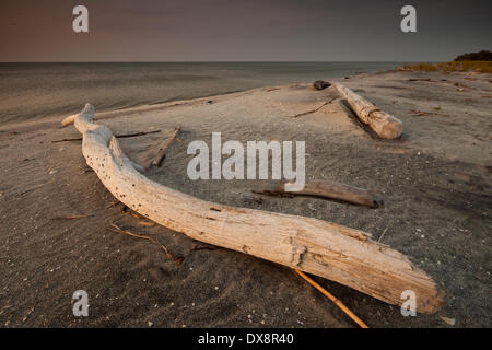 Bois flotté sur la plage de sable de Punta Chame sur la côte du Pacifique, Panama province, République du Panama. Banque D'Images