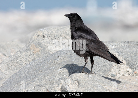 American Crow Corvus brachyrhynchos - Banque D'Images