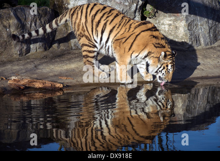 Tigre de l'amour mâle Banque D'Images