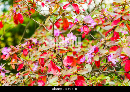 De belles fleurs de printemps Banque D'Images