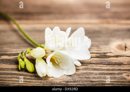 Freesia belle fleur sur table en bois rustique Banque D'Images