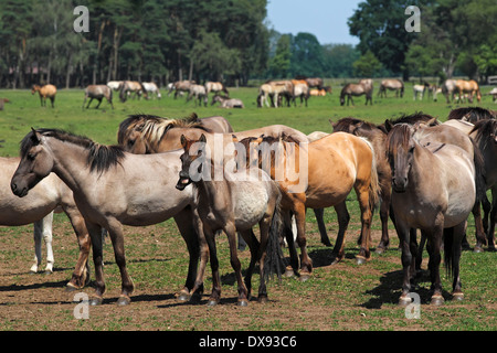 Poney de Dulmen Banque D'Images