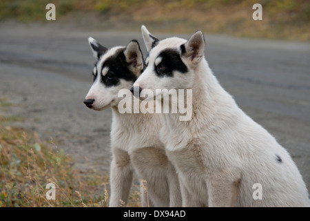 Le Groenland, Municipalité de Qeqqata, Sisimiut (aka Holsteinsborg), situé au-dessus du cercle arctique. Célèbre chien de traîneau groenlandais. Banque D'Images