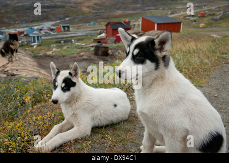 Le Groenland, Municipalité de Qeqqata, Sisimiut (aka Holsteinsborg), situé au-dessus du cercle arctique. Banque D'Images