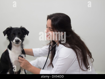 Médecin vétérinaire et un border collie Banque D'Images