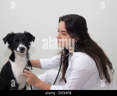 Médecin vétérinaire et un border collie Banque D'Images