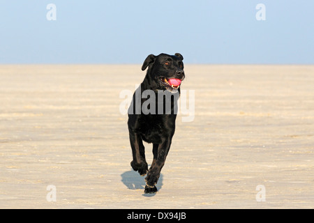 Labrador Retriever Banque D'Images