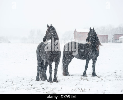 Les chevaux frisons dans tempête de neige Banque D'Images
