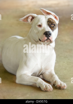 Portrait de Pit Bulldog nous regarder Banque D'Images