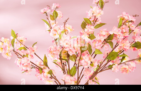 Arrière-plan de printemps avec les fleurs roses Banque D'Images
