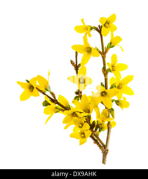 Forsythia fleurs isolé sur fond blanc Banque D'Images