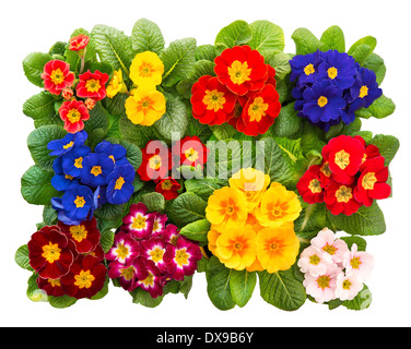 Groupe de frais du printemps coloré fleurs primrose isolé sur fond blanc. rouge, bleu, jaune, rose primula Banque D'Images