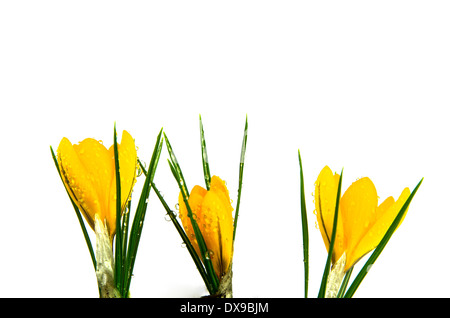 Crocus jaune frais avec de l'eau gouttes sur fond blanc Banque D'Images