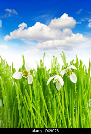 Perce-neige dans l'herbe verte avec des gouttes d'eau. fleurs de printemps plus nuageux ciel bleu Banque D'Images