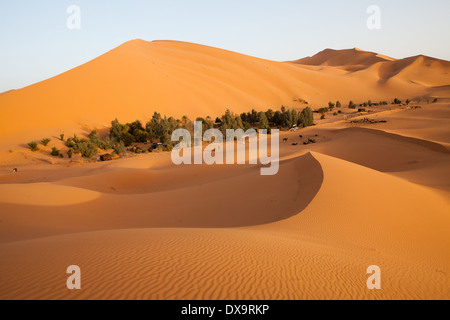 L'Afrique, le Maroc, l'Erg Chebbi, oasis du désert et le camp au milieu des dunes Banque D'Images