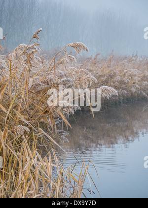 Frosty reed sur un matin d'hiver alors que le soleil commence à se lever Banque D'Images