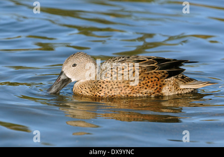 Canard souchet - Anas rouge Canard femelle platalea Banque D'Images