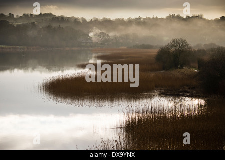 Tôt le matin, la brume s'élève au-dessus de terres humides sur la rivière Teifi , Ceredigion Cardigan, Wales UK Banque D'Images